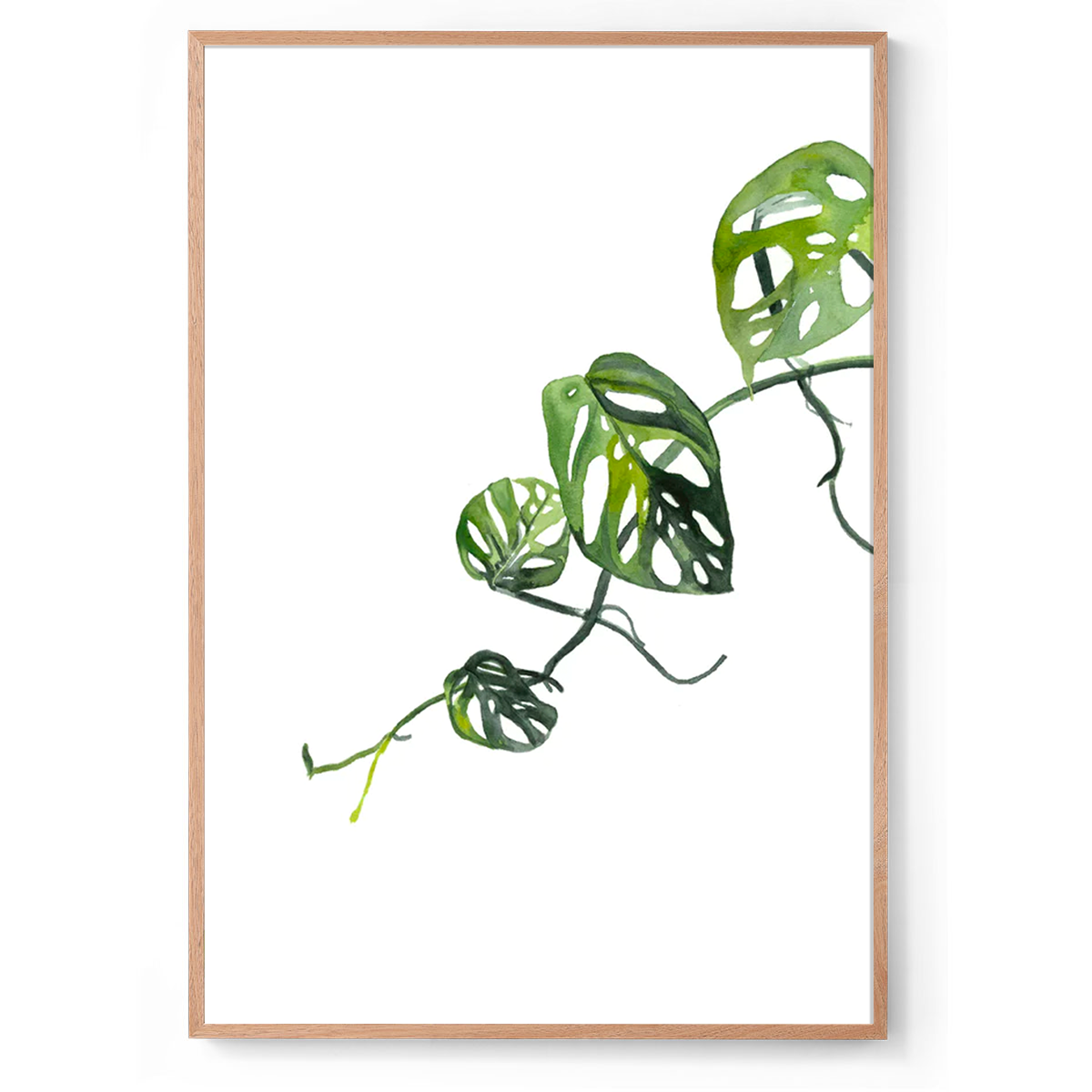 Swiss cheese botanical: Watercolour Wall Print