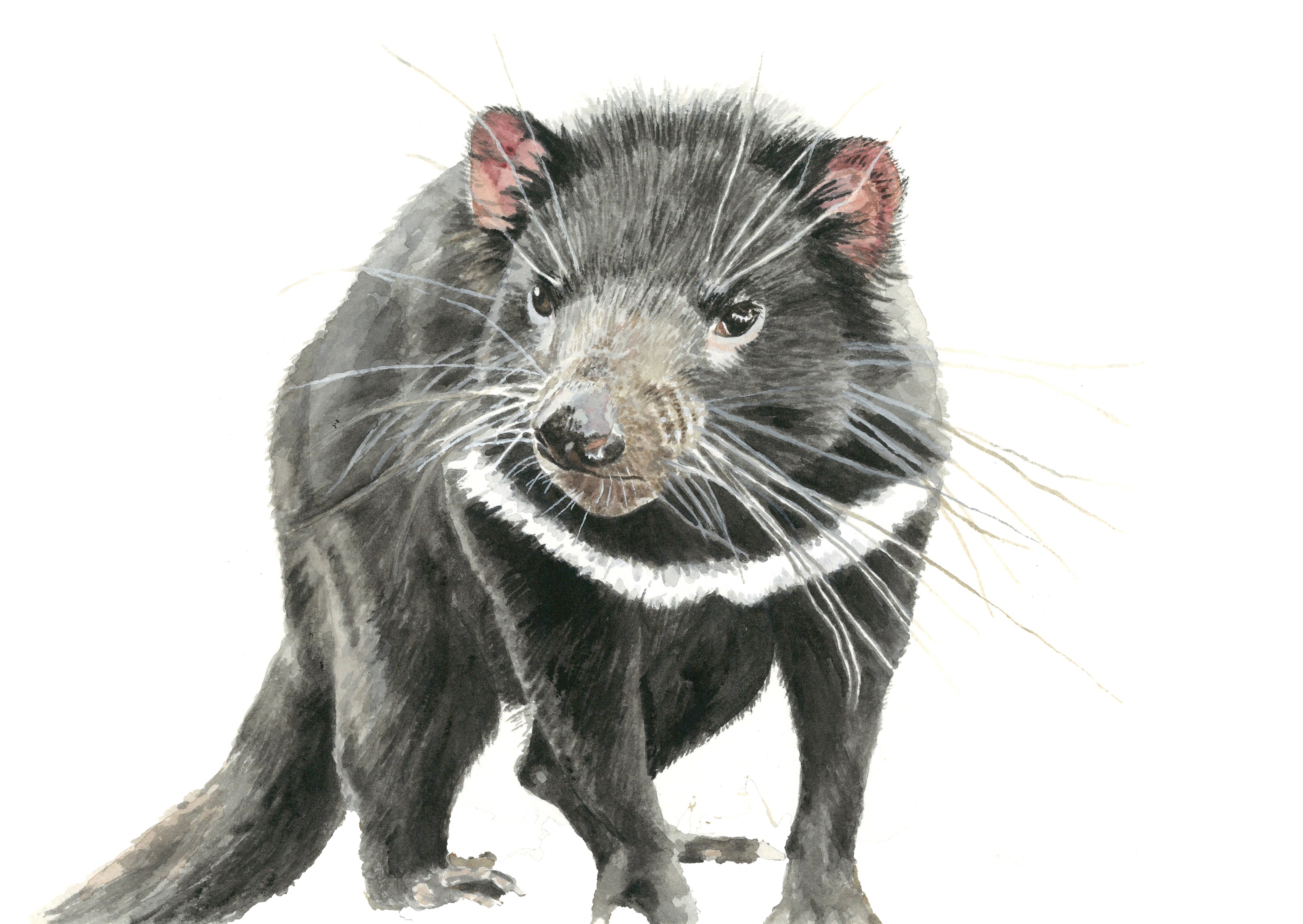 Tilly the Tasmanian Devil: Watercolour Wall Print