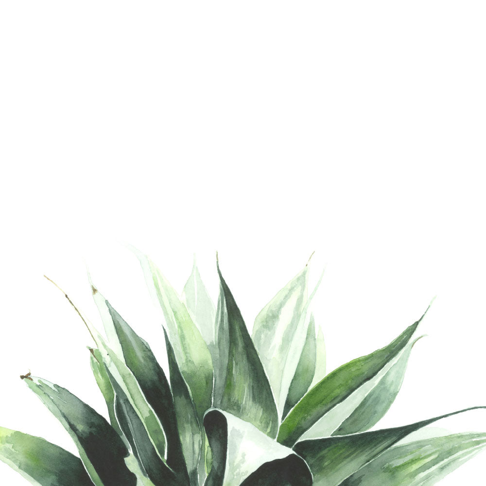 Agave: Watercolour Wall Print