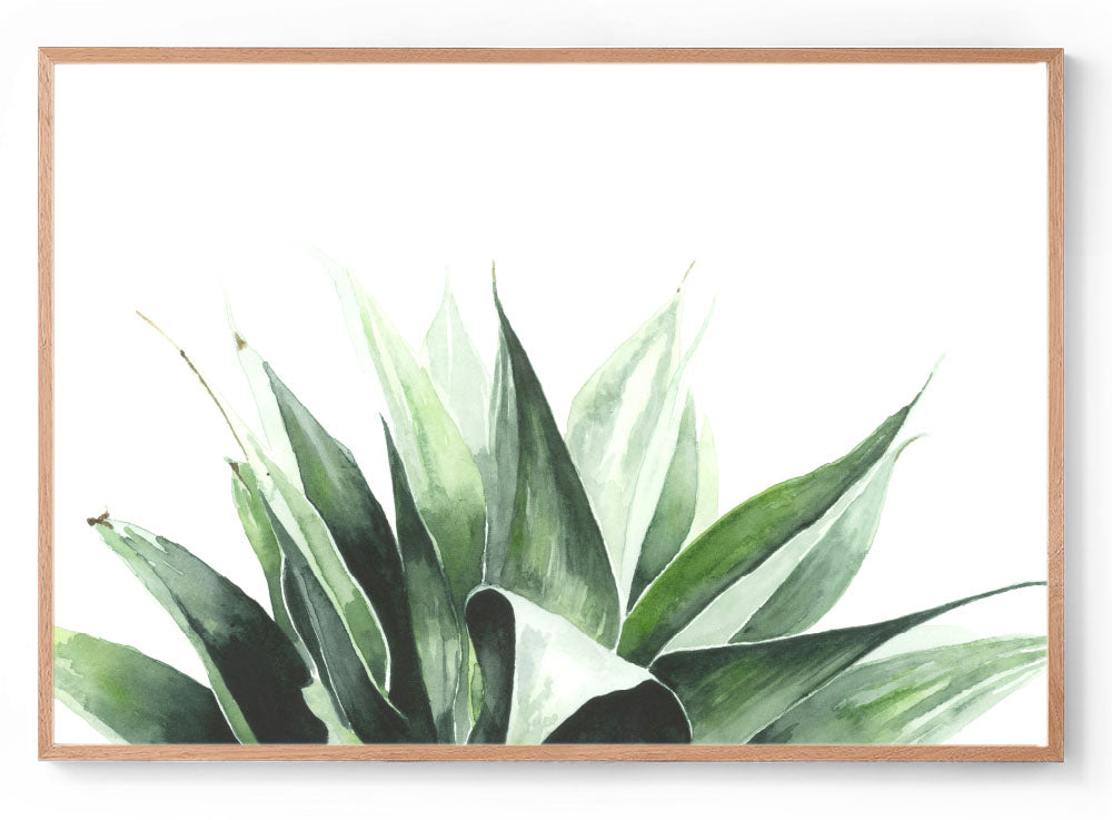 Agave: Watercolour Wall Print
