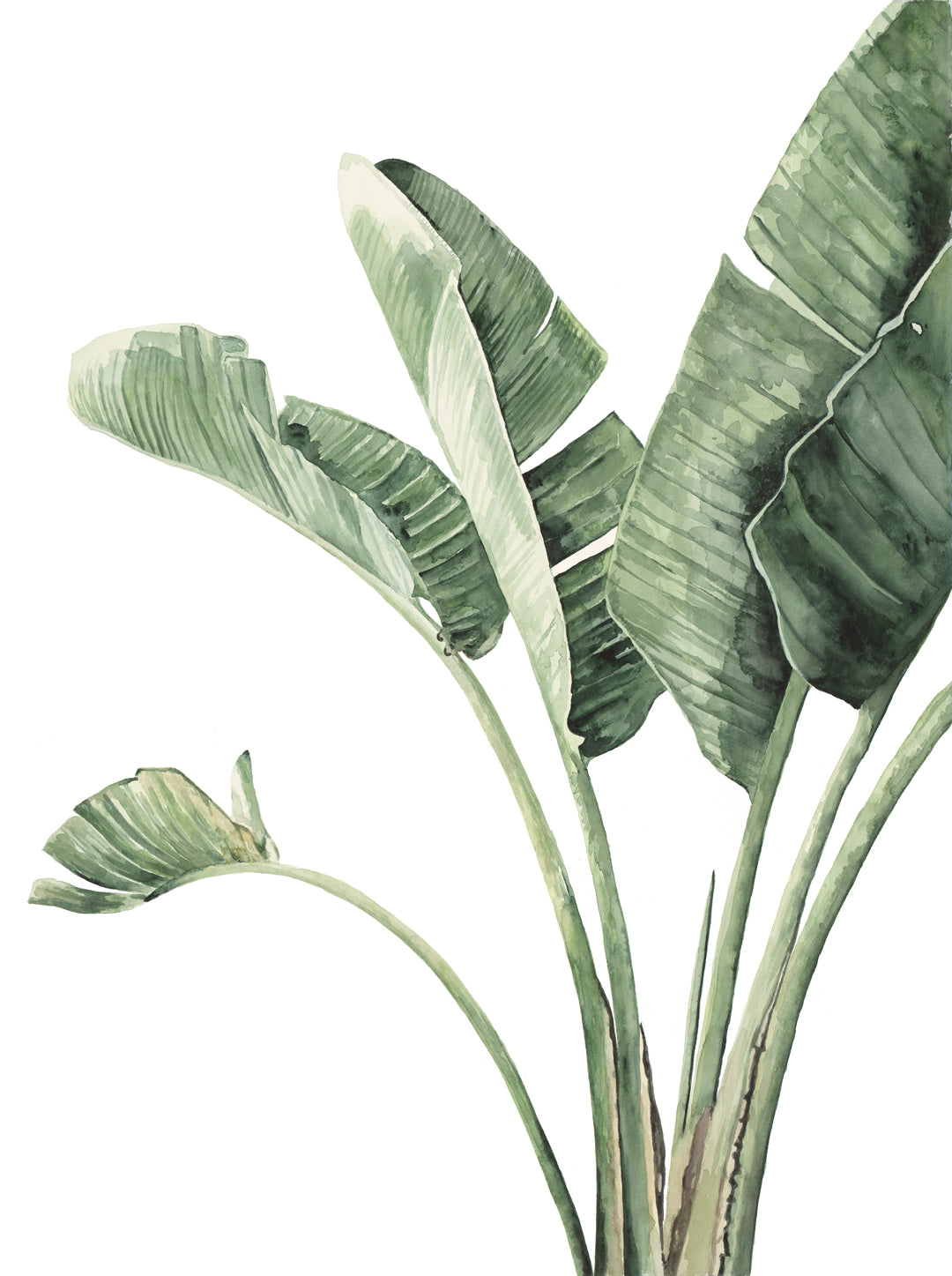 Palm Beach Banana Palms Watercolour Artwork Triptych