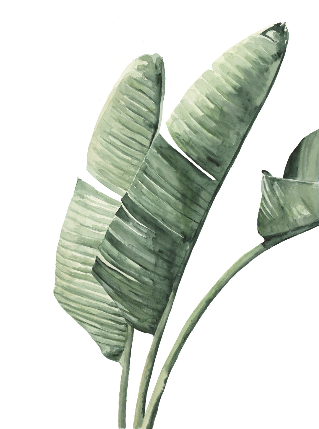 Palm Beach Banana Palms Watercolour Artwork Triptych