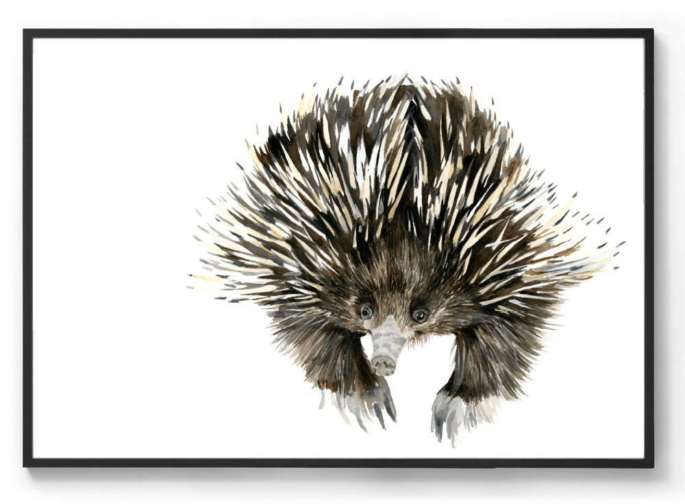 Watercolour echidna art print black frame