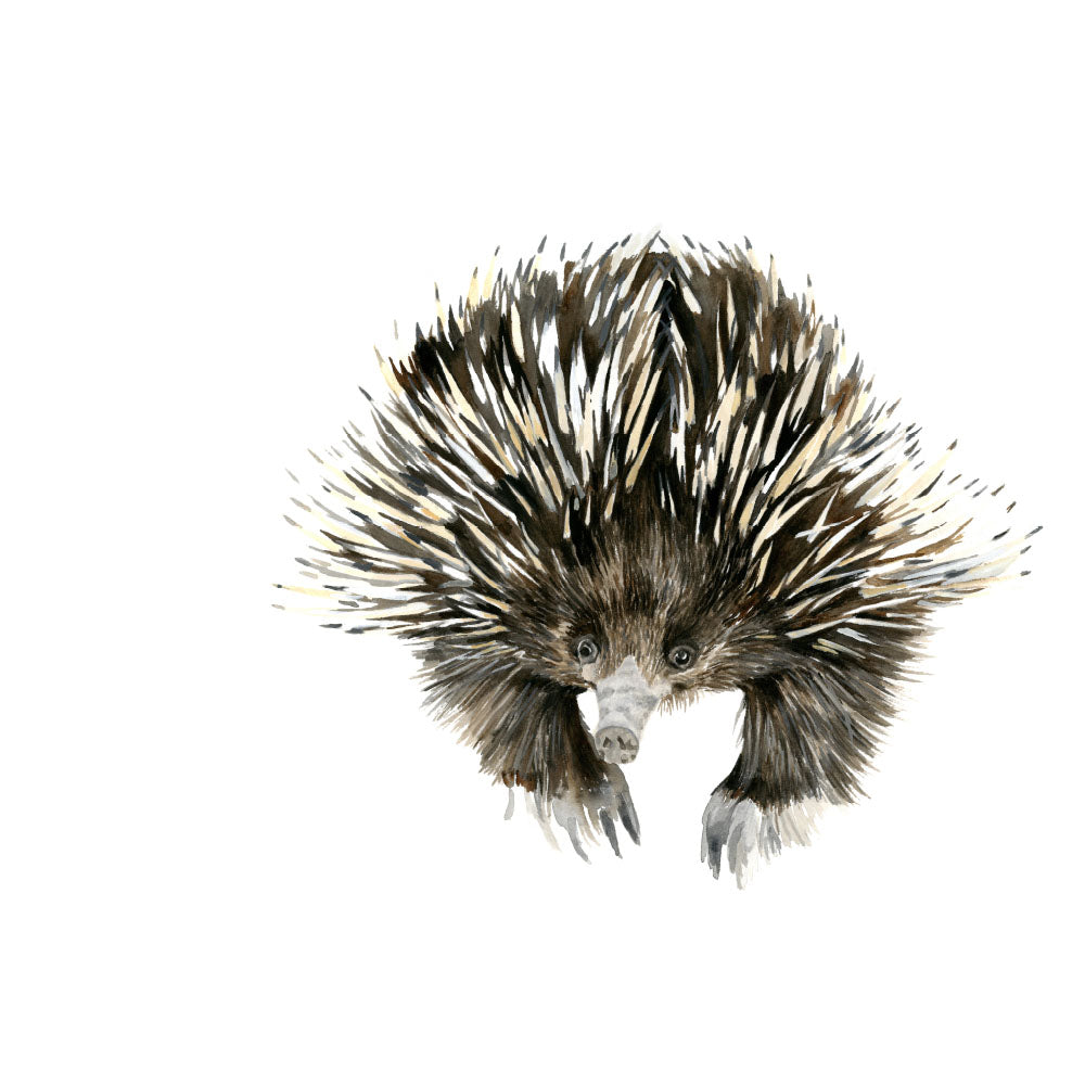 watercolour echidna art print