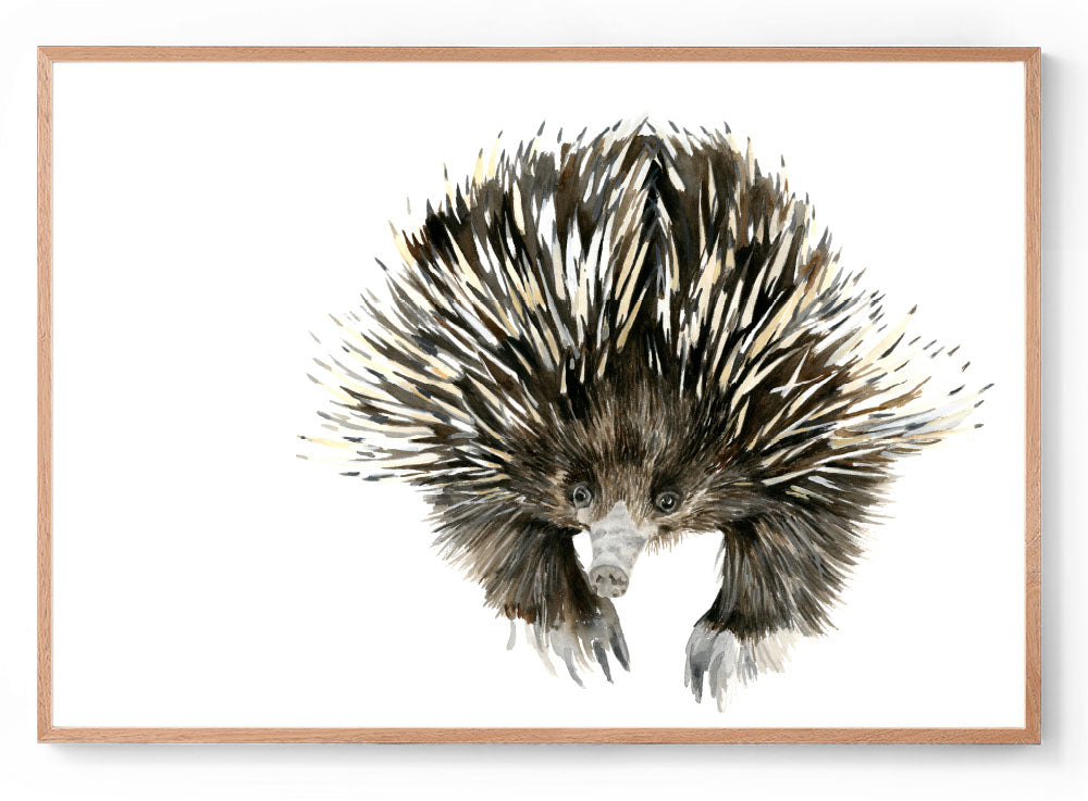 Watercolour echidna art print oak frame