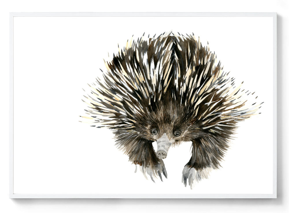 Watercolour echidna art print white frame