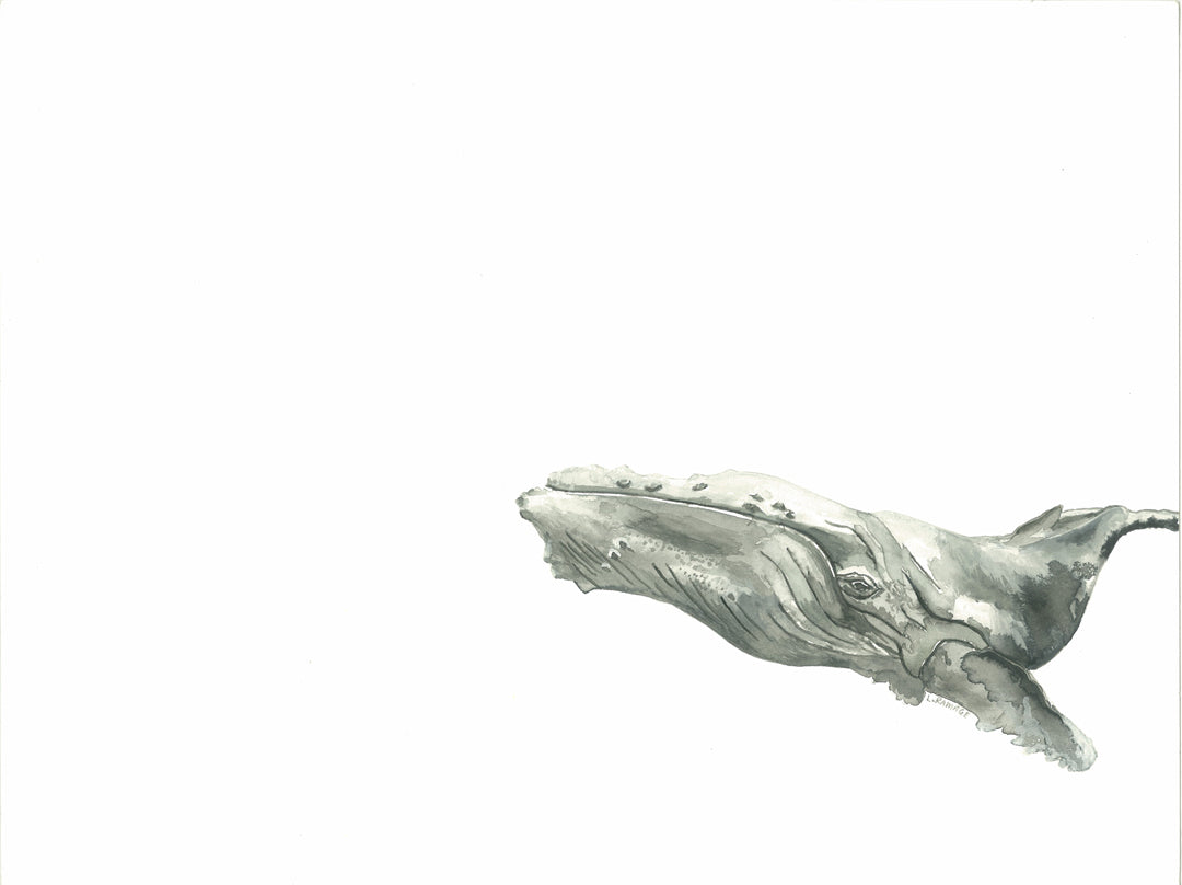 Humphrey the Grey Humpback Whale: Original Watercolour Wall Artwork