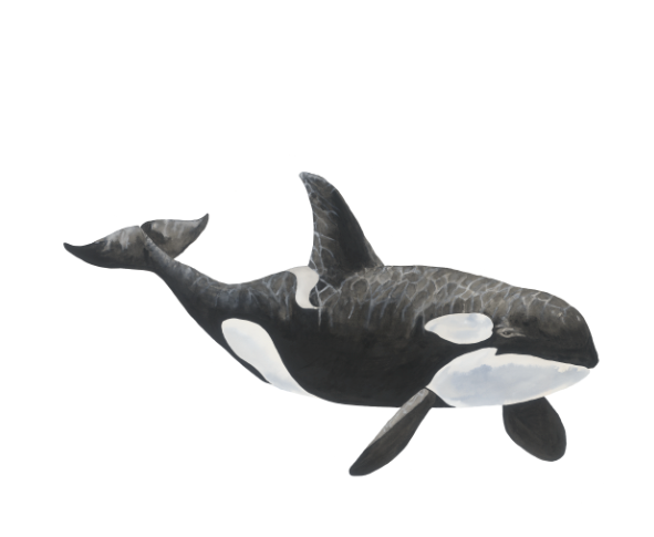 Tilikum the Orca: Original Watercolour Wall Artwork