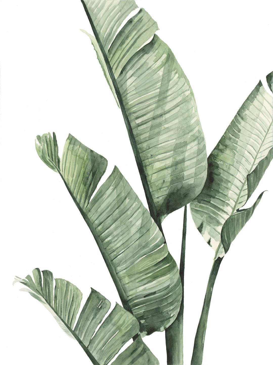 Banana Palm art print