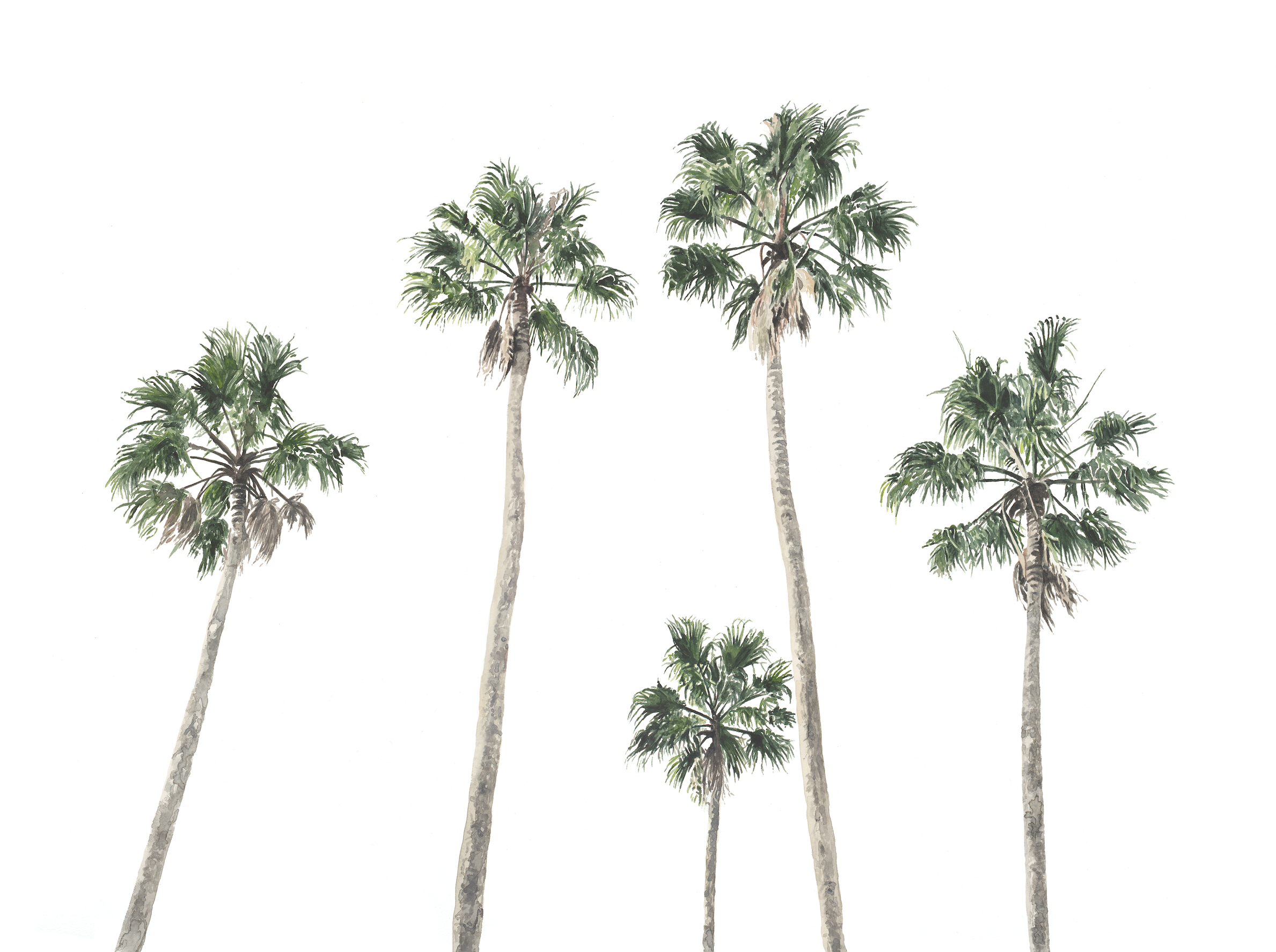 Hamptons palms watercolour art print