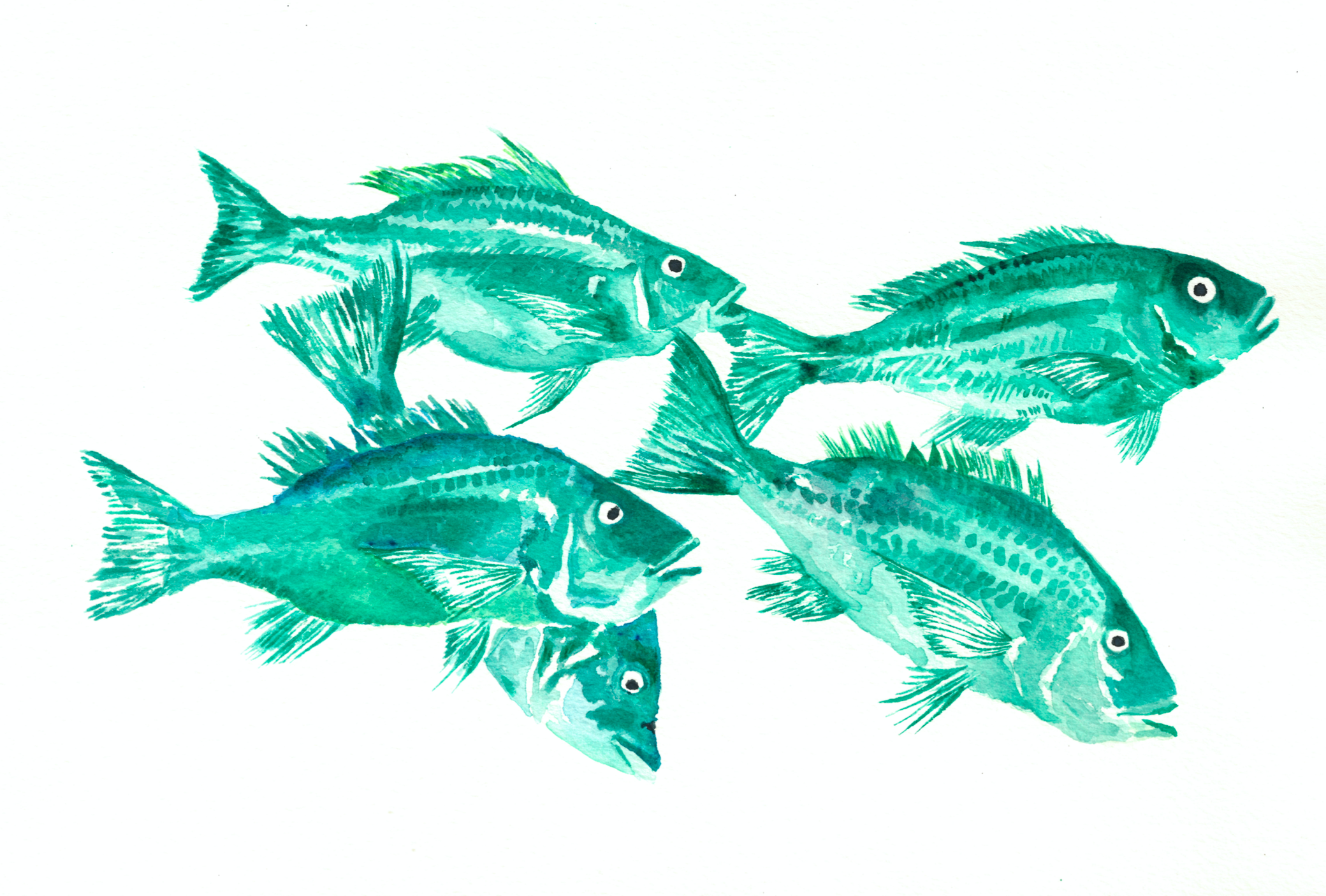 School of Snapper Original Artwork