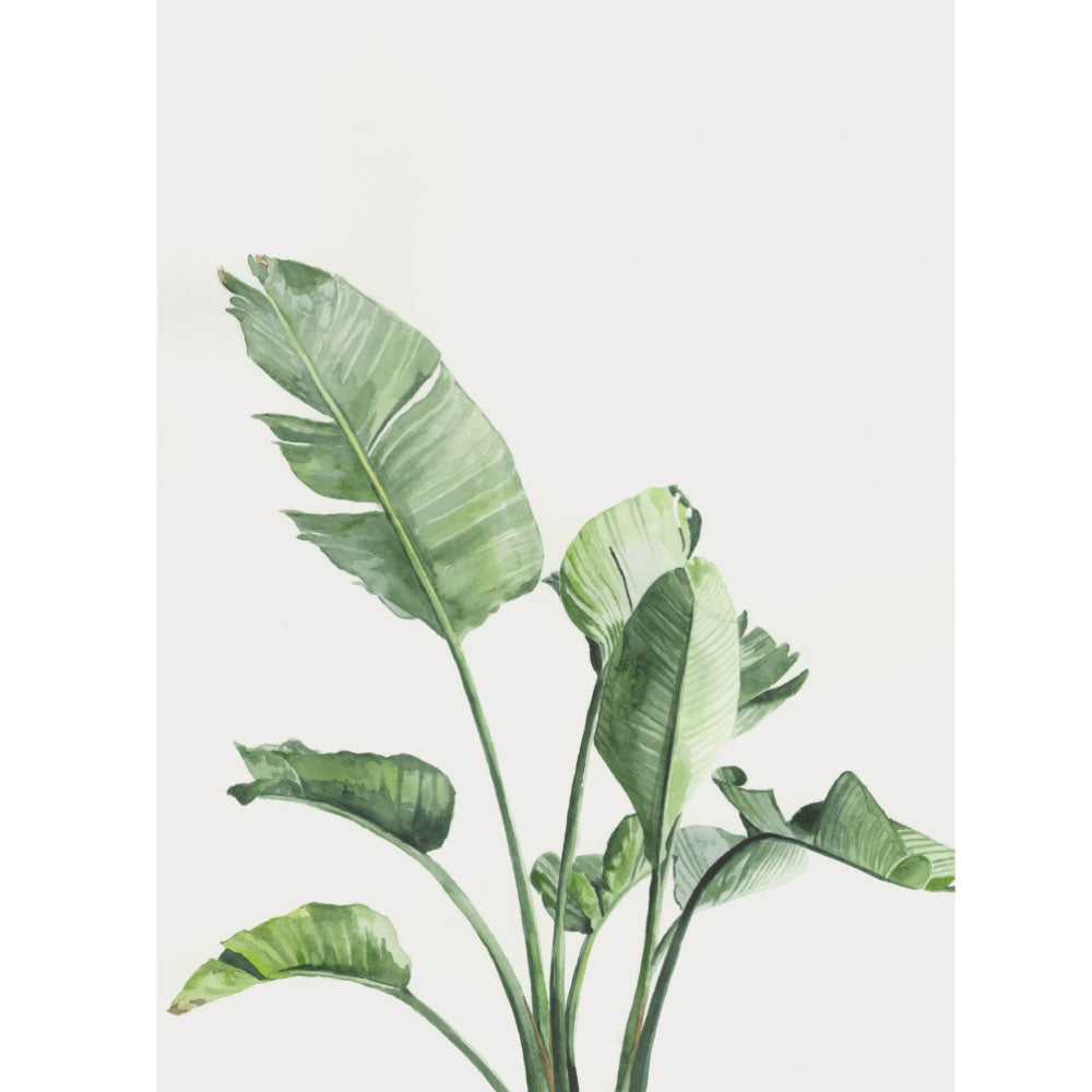 Strelitzia Bird of Paradise: Watercolour Wall Print