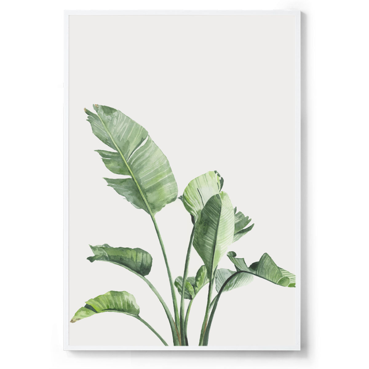 Strelitzia Bird of Paradise: Watercolour Wall Print