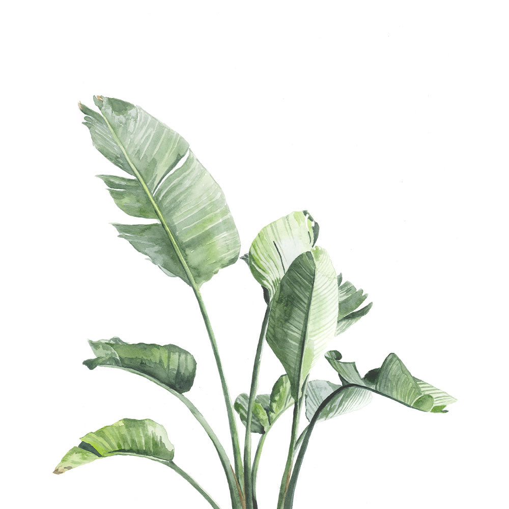 Strelitzia Original Artwork