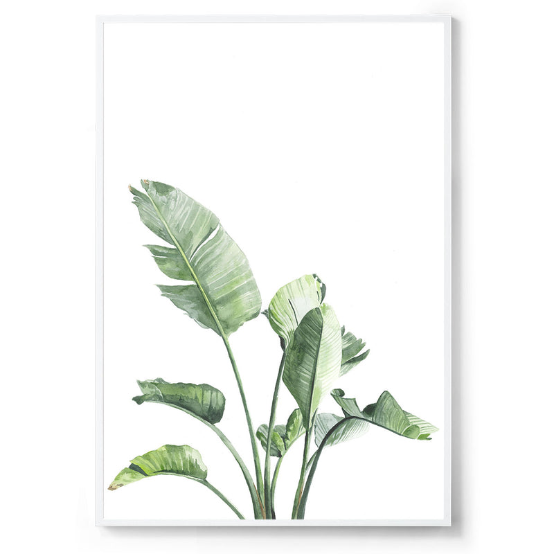 watercolour botanical art print white frame