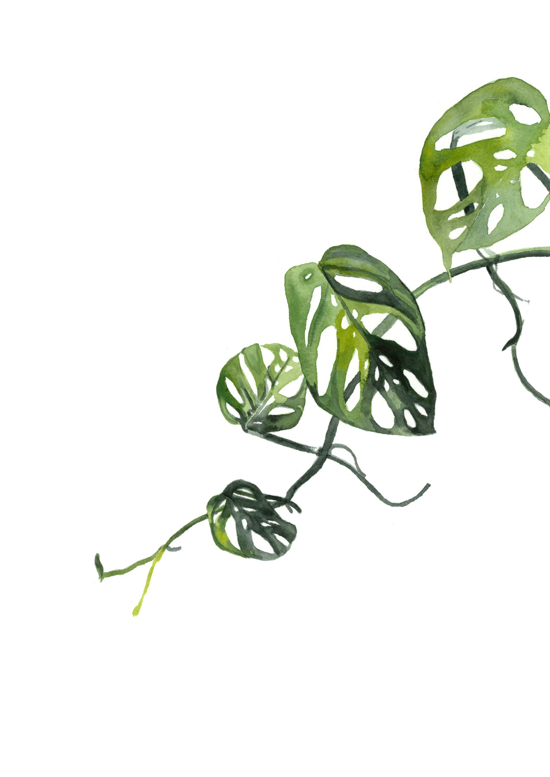 Swiss cheese Vine: Original Watercolour Wall Artwork