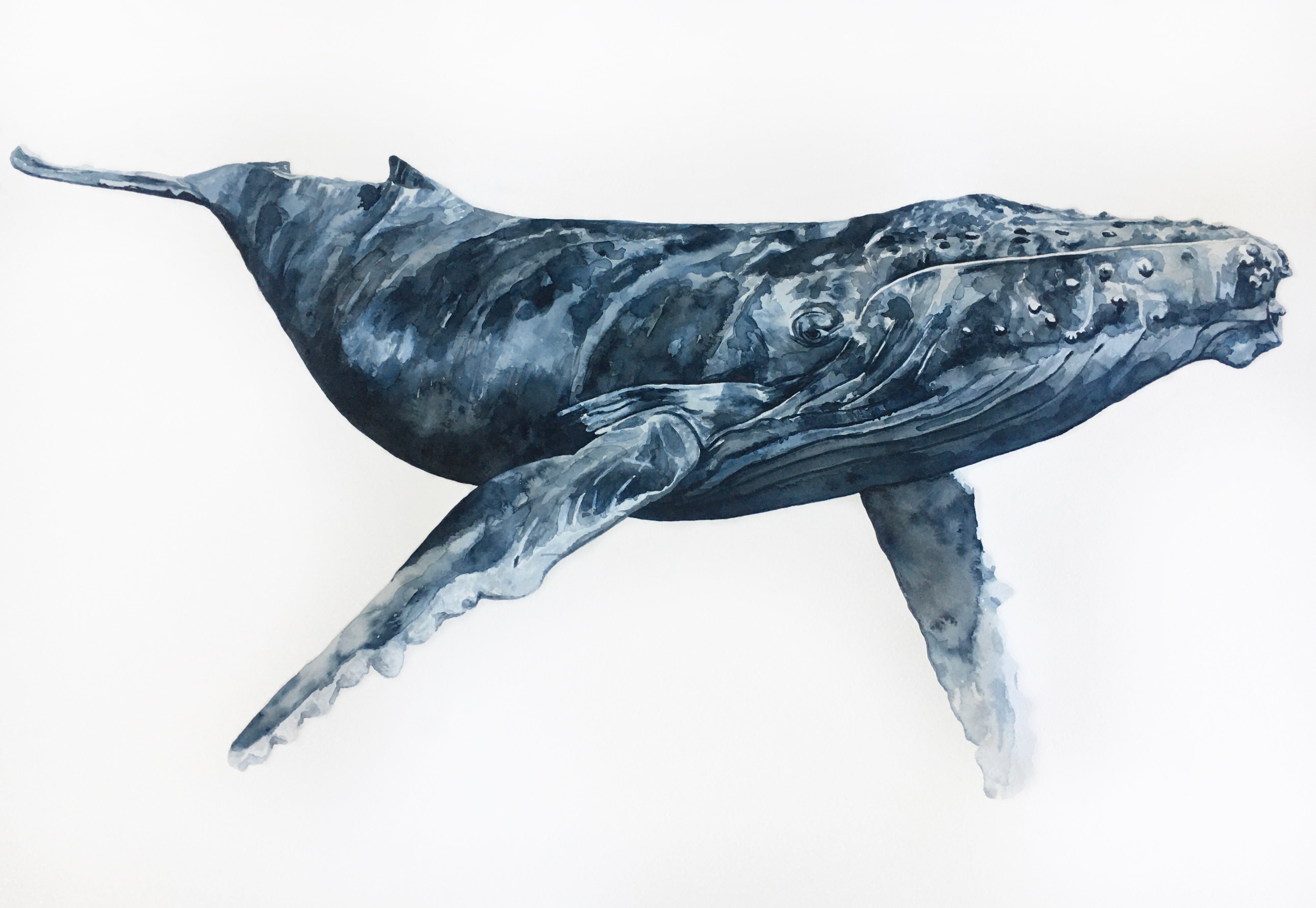 Tallow the Humpback Whale: Original Watercolour on Paper