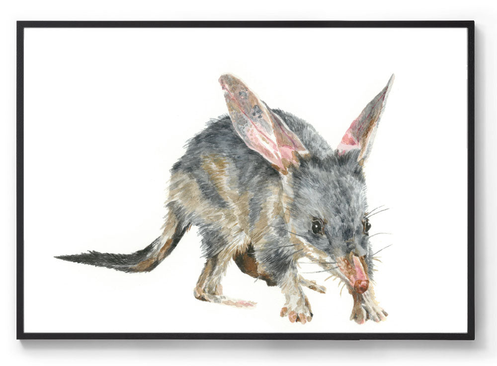 Australian animal art print black frame