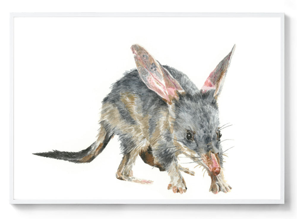 Australian animal art print white frame