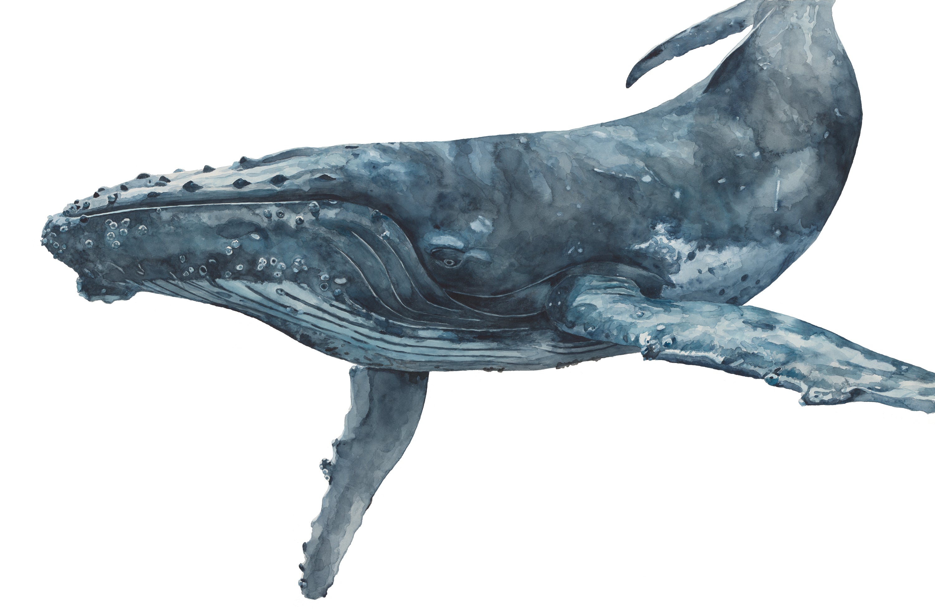 Wategos the Humpback Whale: Original Watercolour on Paper