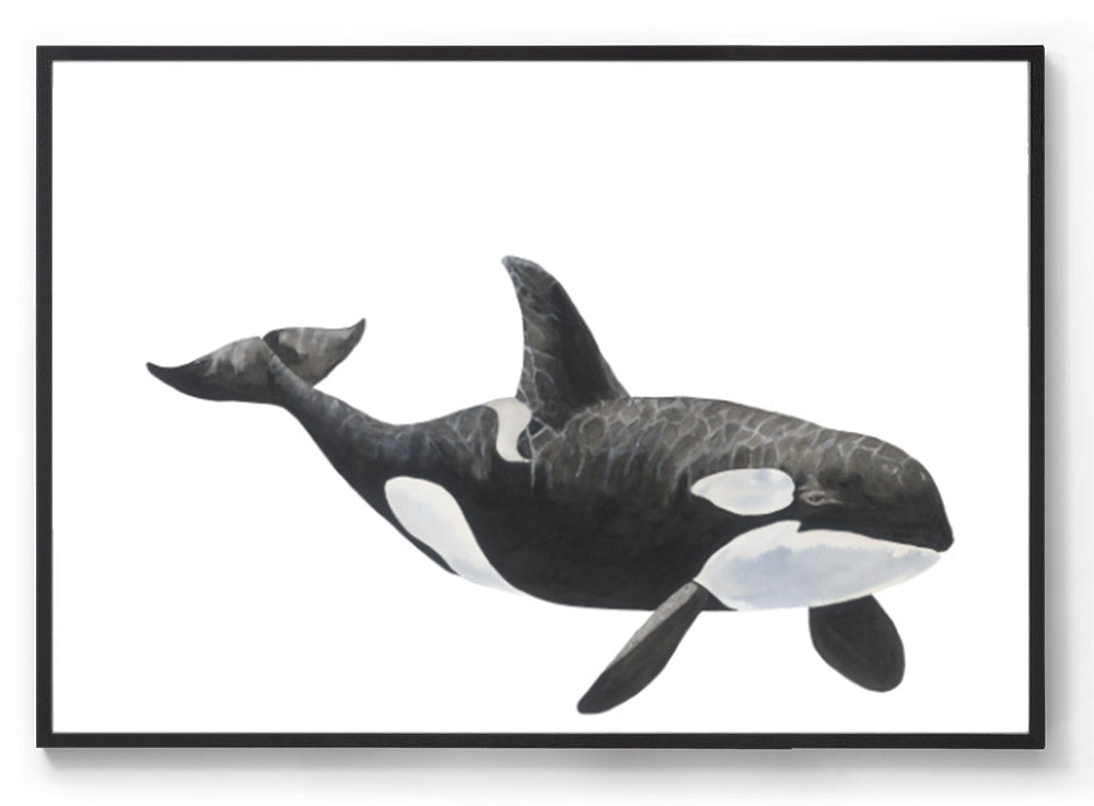 Tilikum the Orca: Original Watercolour Wall Artwork
