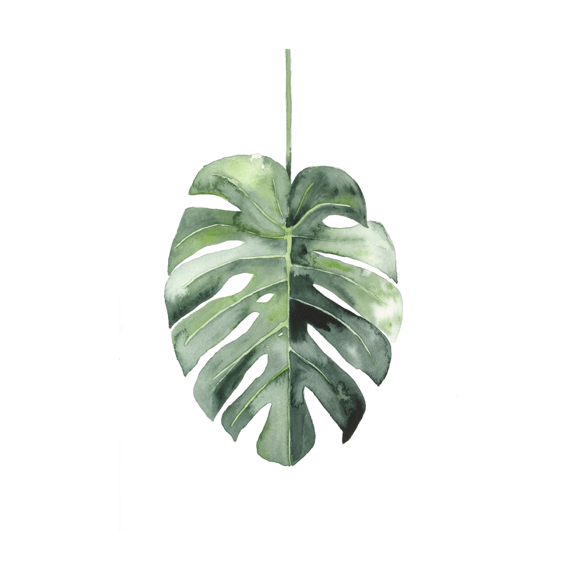 Botanical