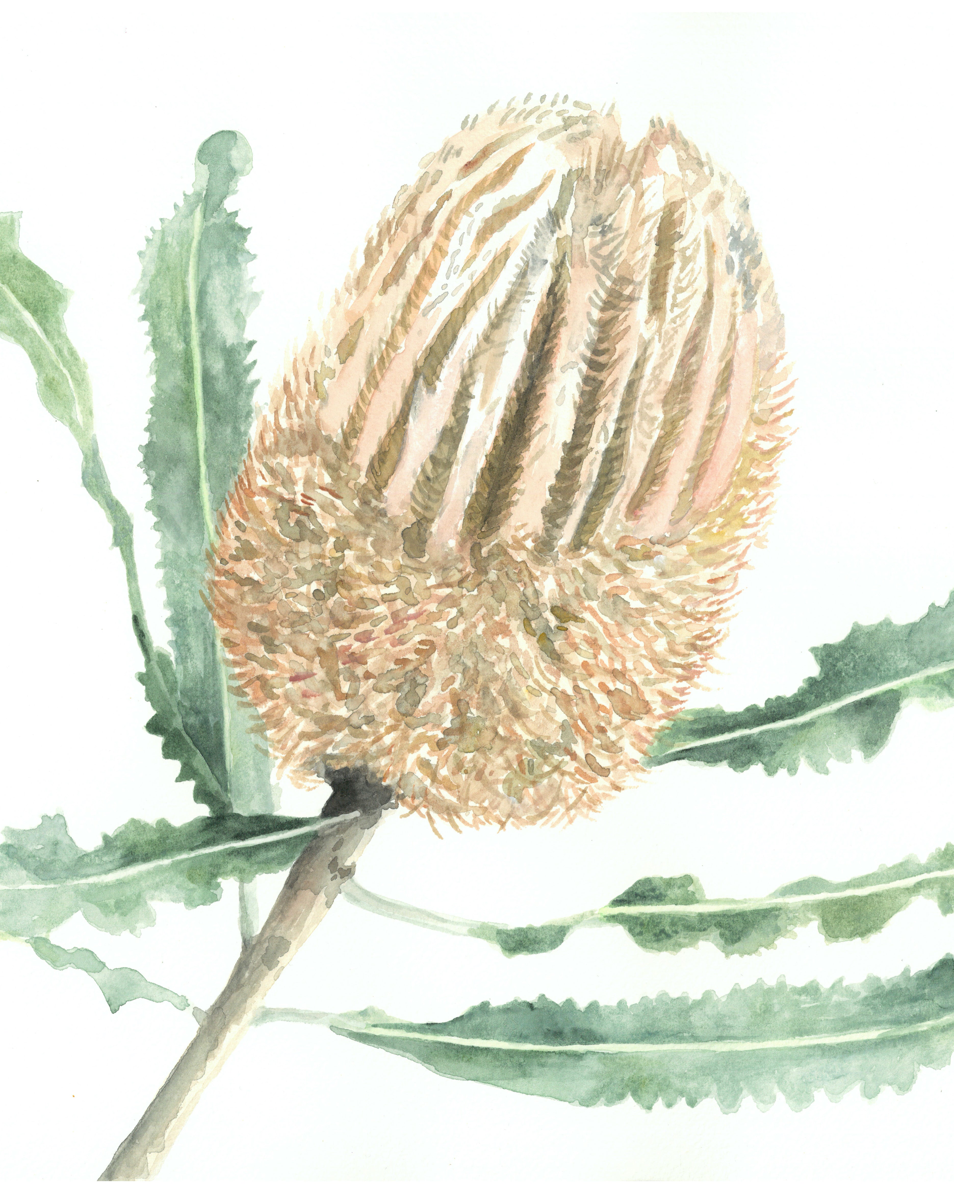 Banksia: Watercolour Wall Print
