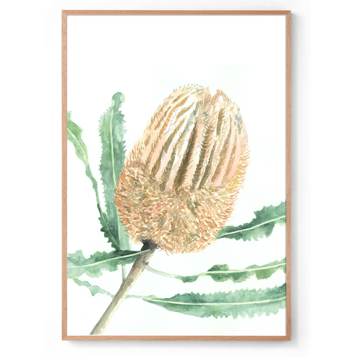 Banksia: Watercolour Wall Print