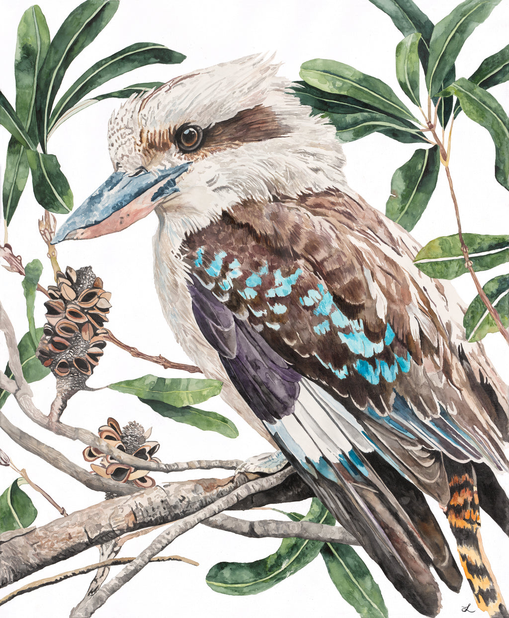 The Bushman's Clock Limited Edition Watercolour Wall Print by Leah's