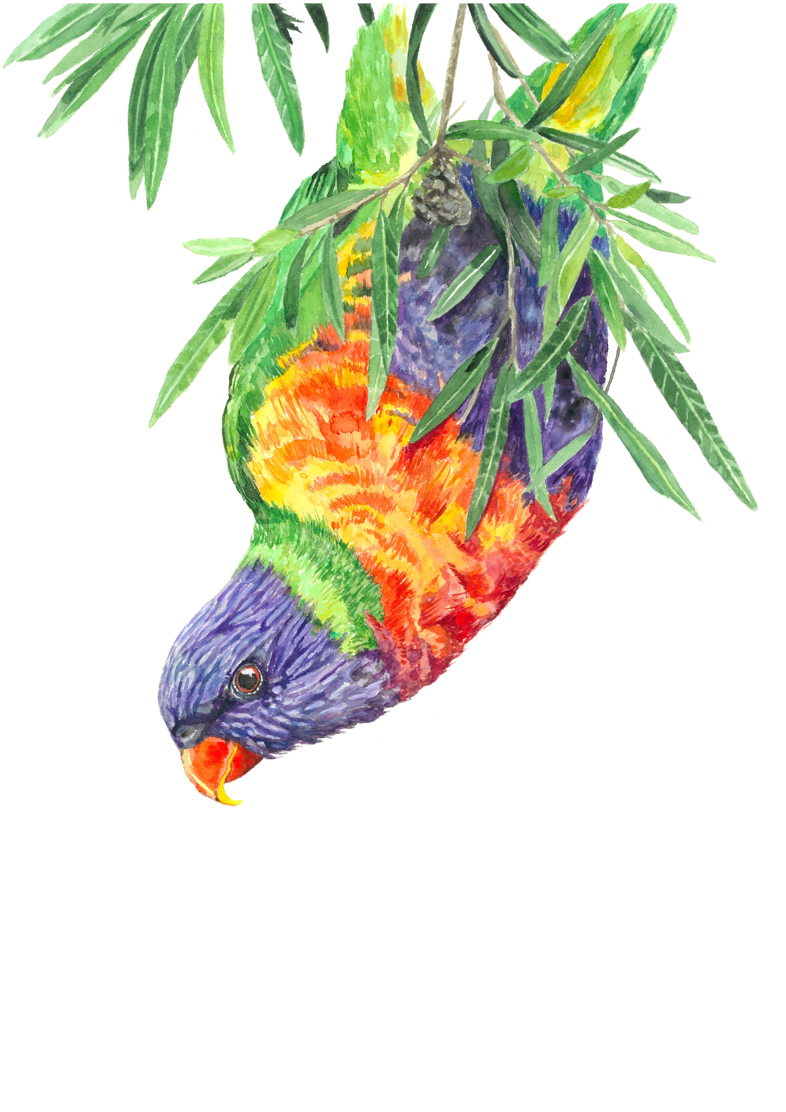 Larry the Lorikeet: Watercolour Wall Print