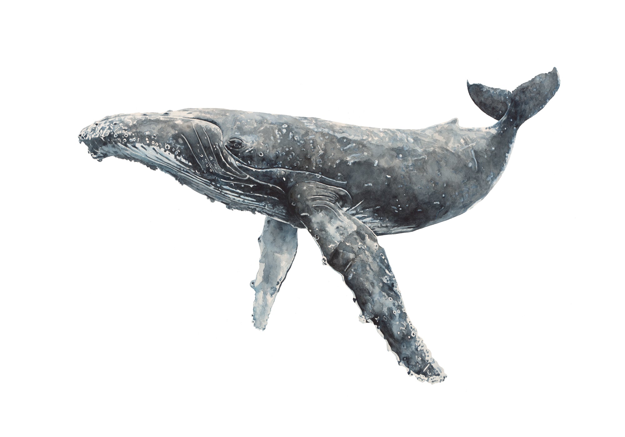 Newport the Humpback Whale: Limited Edition Watercolour Canvas Print
