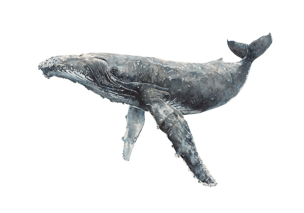 Newport: The Hump Back Whale Limited Edition Watercolour Wall Print