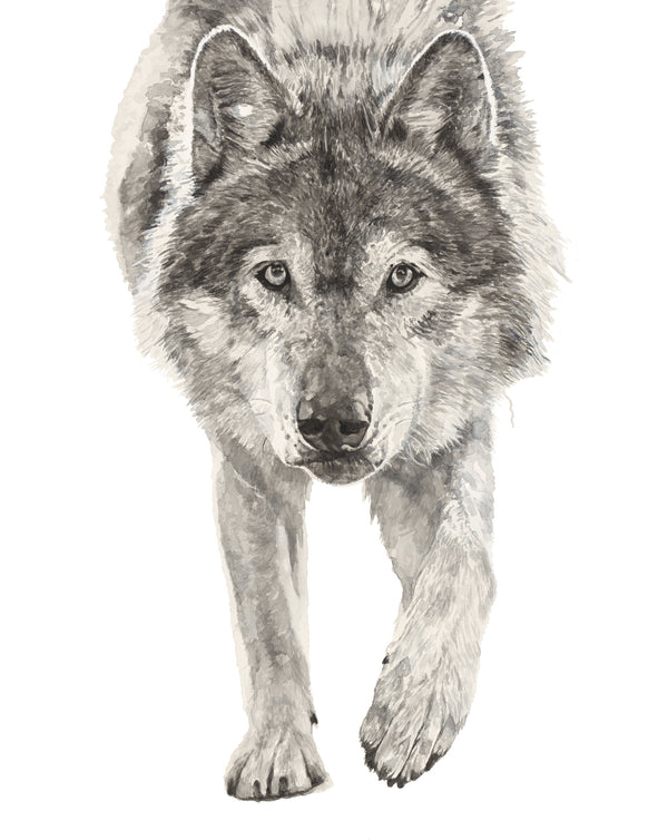 Amarok the Wolf: Watercolour Wall Print