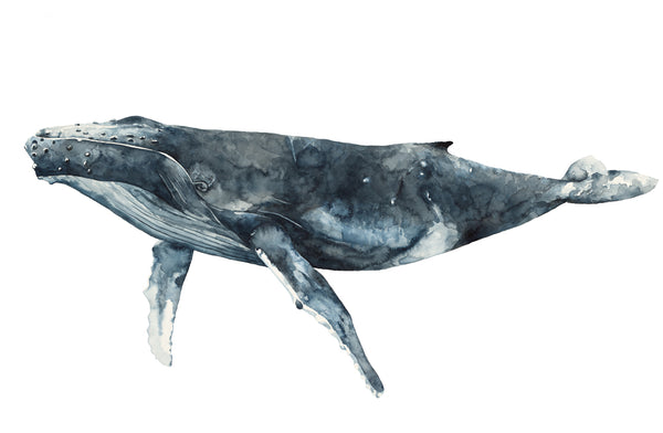 Watercolour whale art print