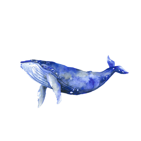 Whale watercolour art print