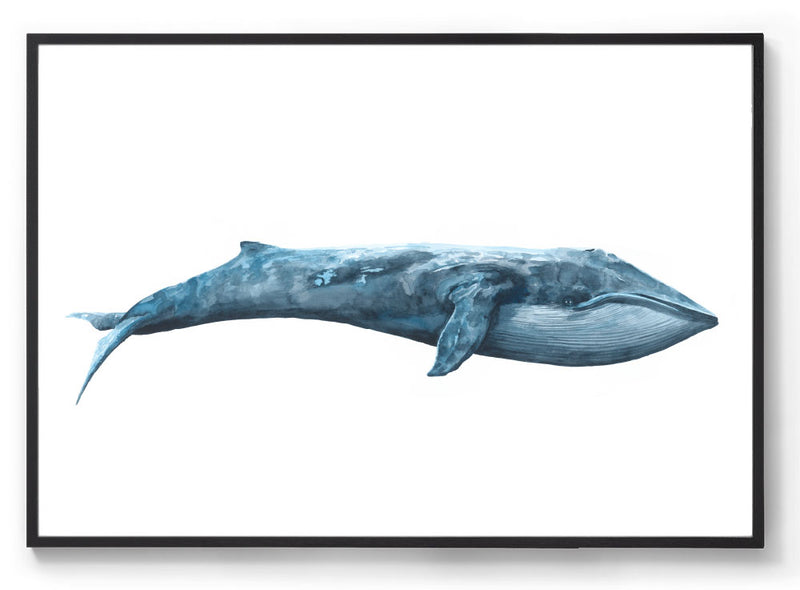 Watercolour blue whale print black frame