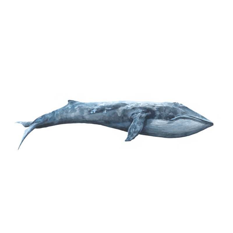 Watercolour blue whale print