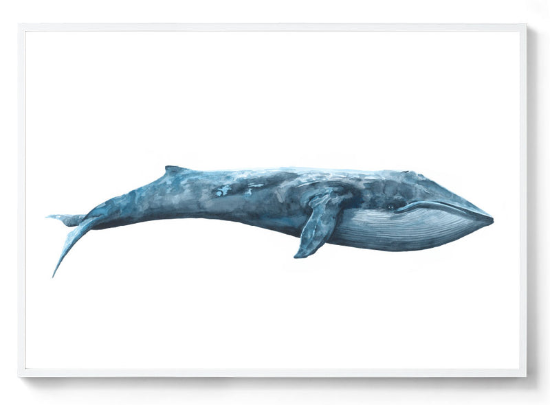 Watercolour blue whale print white frame