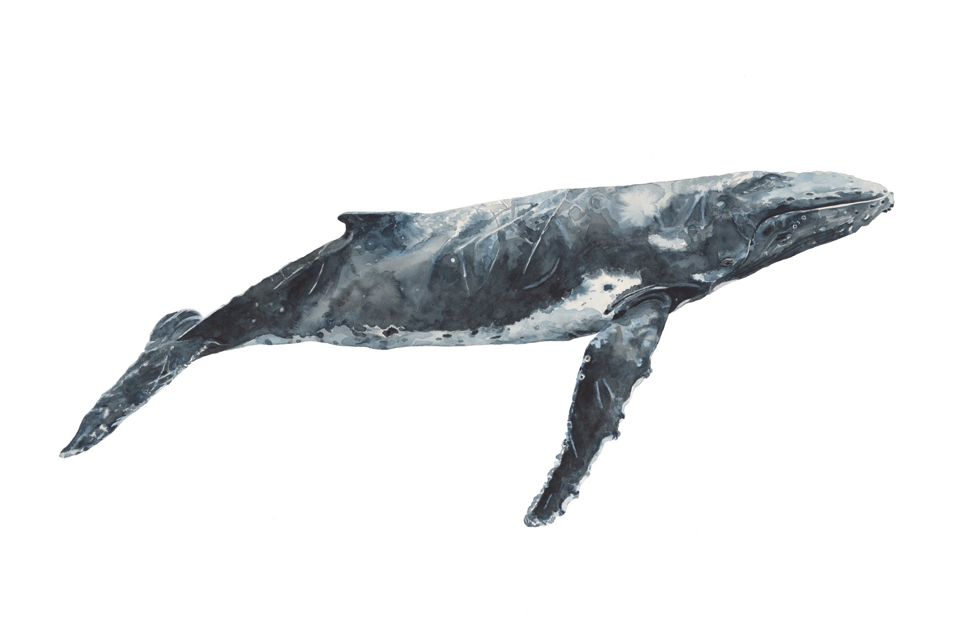 BILGOLA - The Hump Back Whale Original Watercolour Wall Artwork