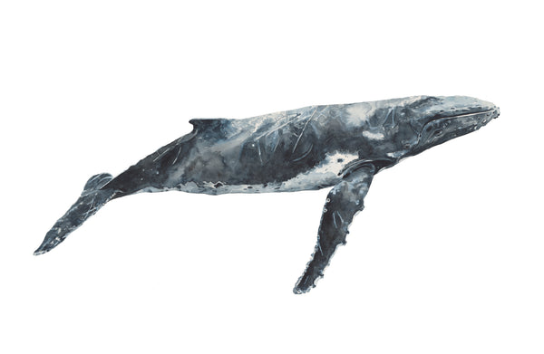 BILGOLA - The Hump Back Whale Original Watercolour Wall Artwork