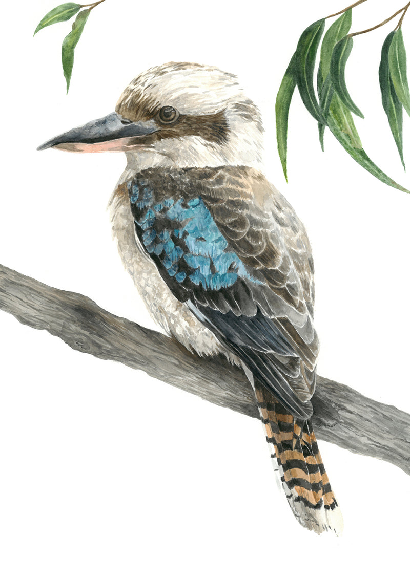 Blue the Kookaburra: Watercolour Wall Print