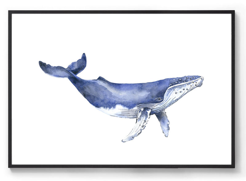 Watercolour humpback whale print black frame