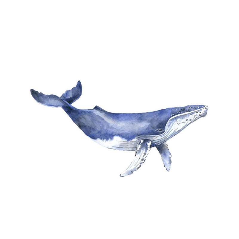 Watercolour humpback whale print