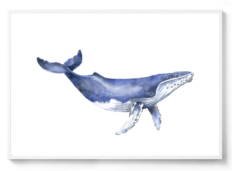Watercolour humpback whale print white frame