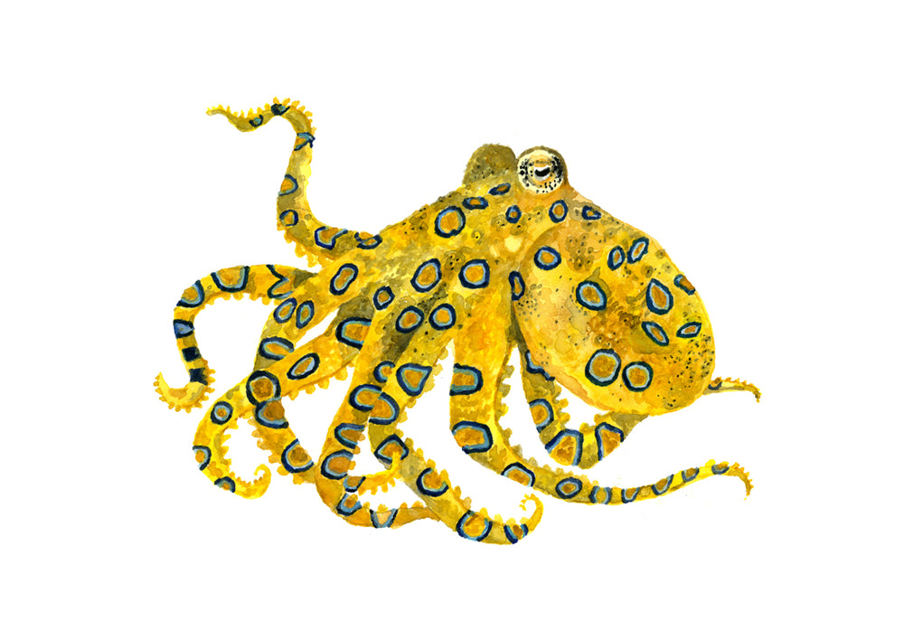 Octavia the Blue Ringed Octopus: Watercolour Wall Print