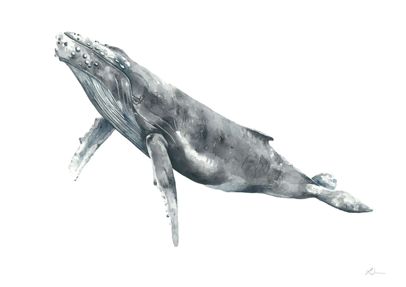 Byron: The Hump Back Whale Limited Edition Watercolour Wall Print