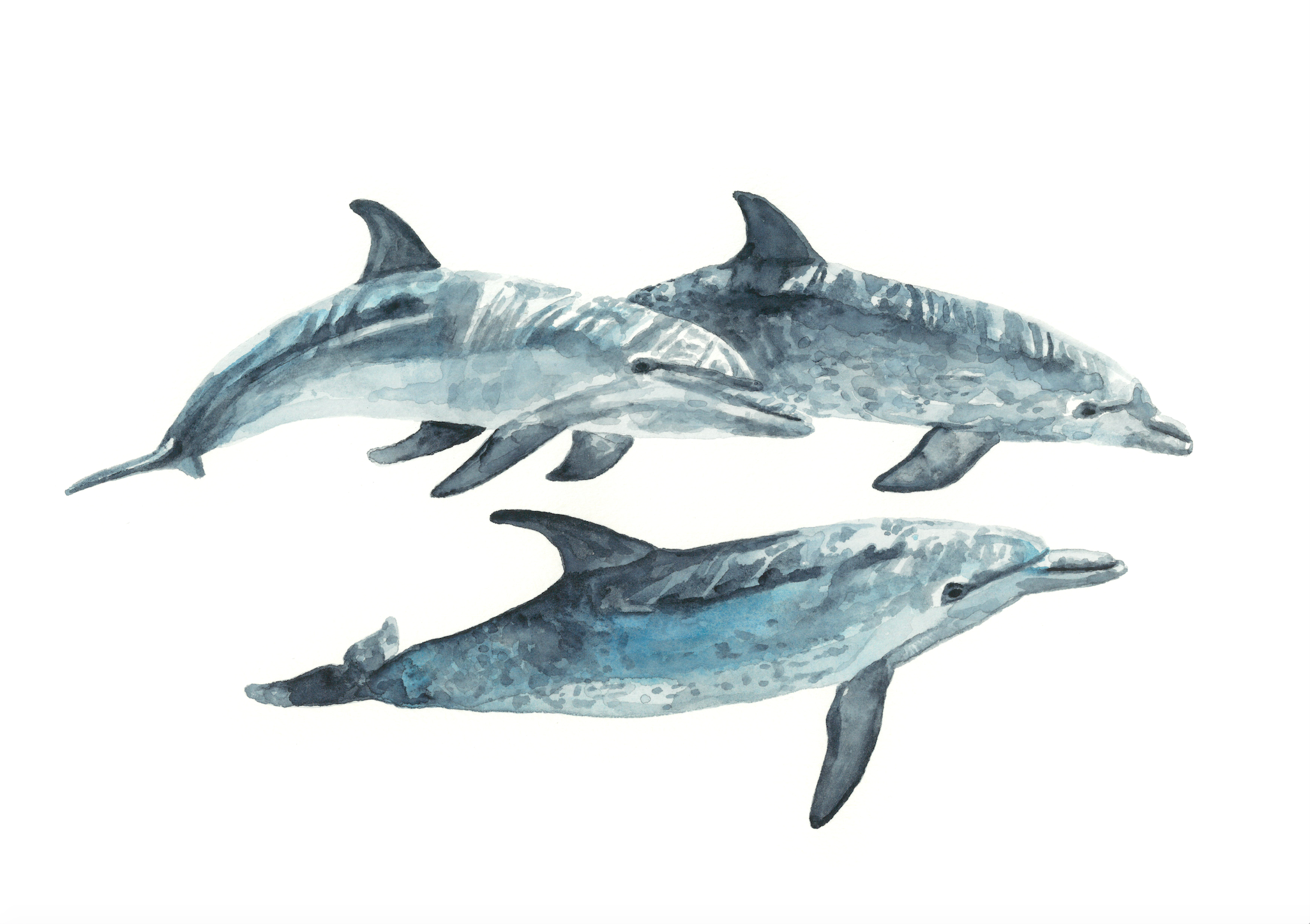 Dolphin Family: Watercolour Wall Print