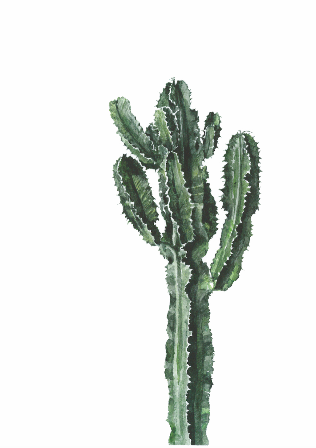 Euphorbia Eurphoria: Watercolour Wall Print