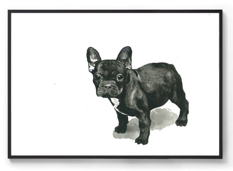 Frankie the Frenchie: Watercolour Wall Print