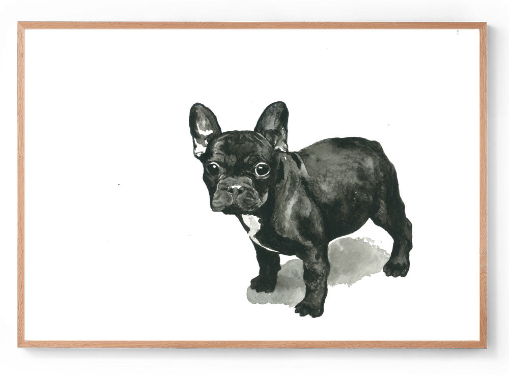 Frankie the Frenchie: Watercolour Wall Print
